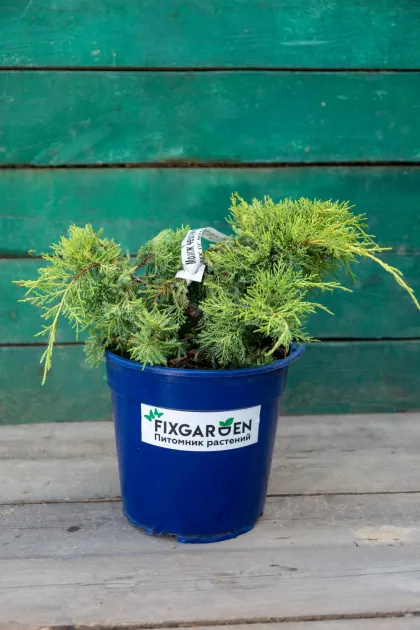 Можжевельник средний Голд Стар