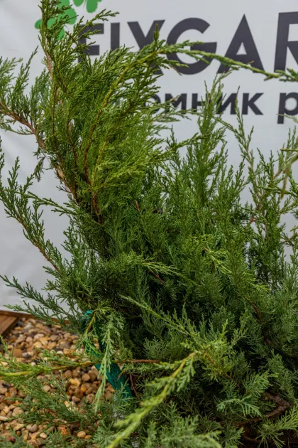 Можжевельник виргинский Хетц