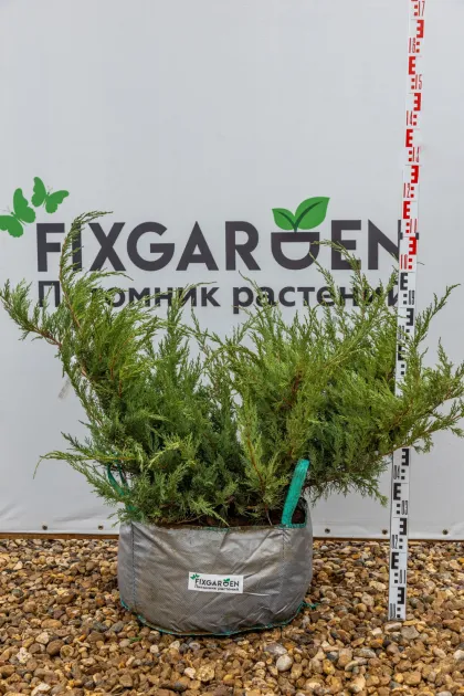Можжевельник виргинский Хетц