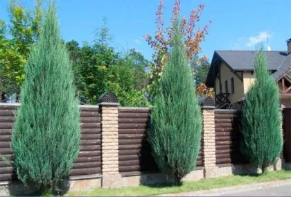 Можжевельник скальный Скайрокет