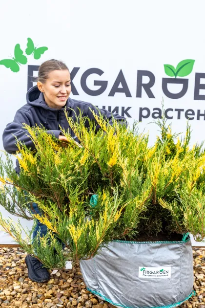 Можжевельник казацкий Вариегата