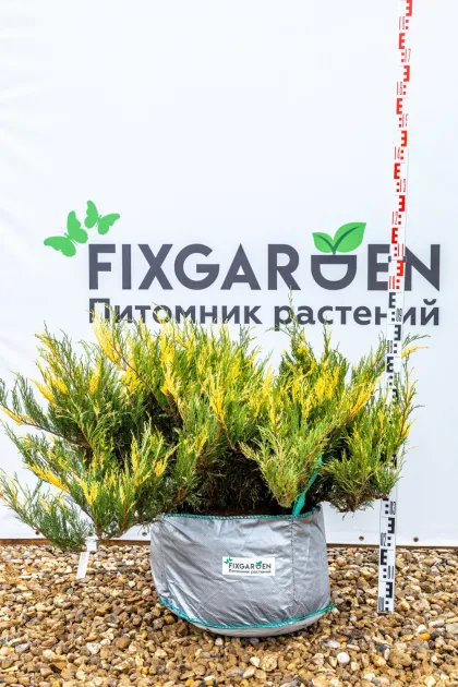 Можжевельник казацкий Вариегата