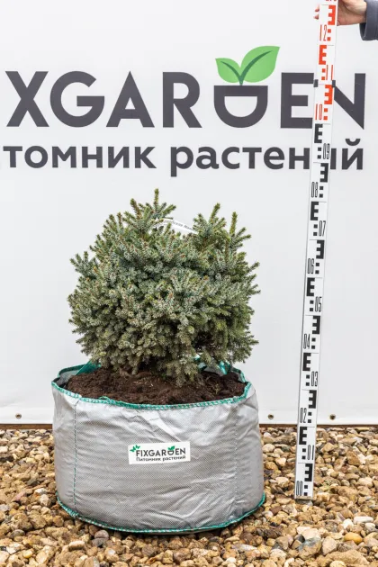 Ель сербская Нана