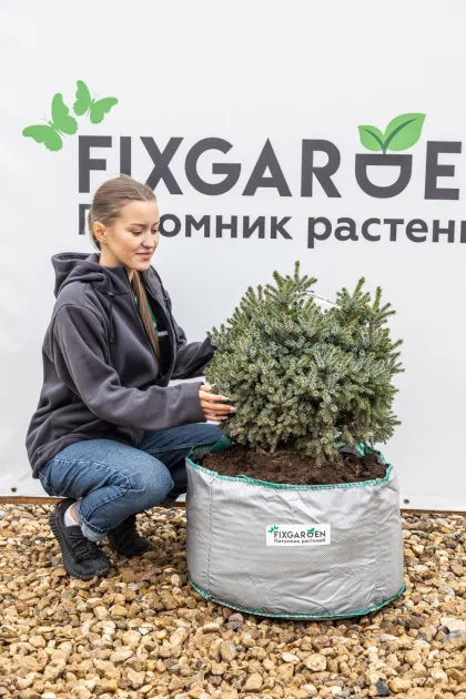 Ель сербская Нана