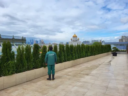 Туя западная Смарагд Витбонт