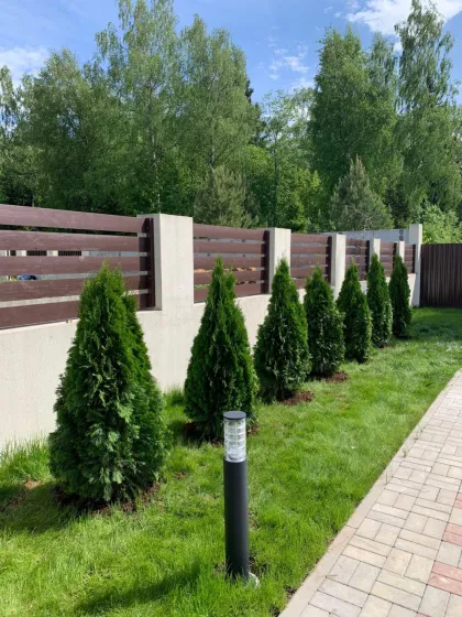Туя западная Смарагд Витбонт