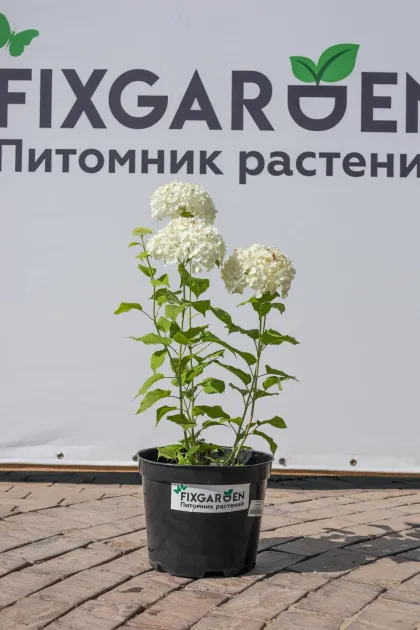 Гортензия древовидная Анабель