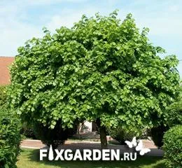 Липа крупнолистная