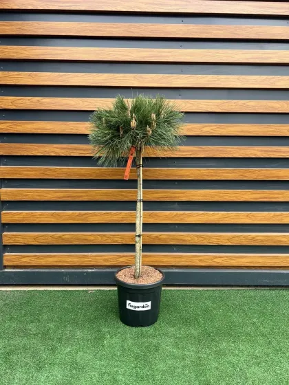 Сосна черная Пьеррик Брегеон