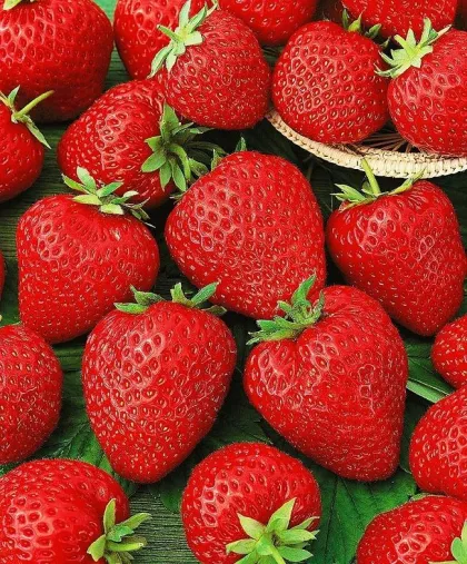 Земляника Корона