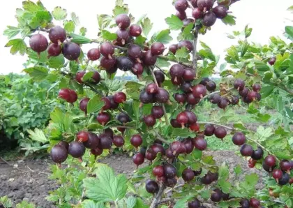 Крыжовник Северный Капитан