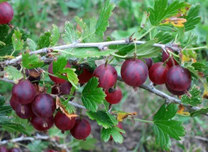 Крыжовник Щедрый