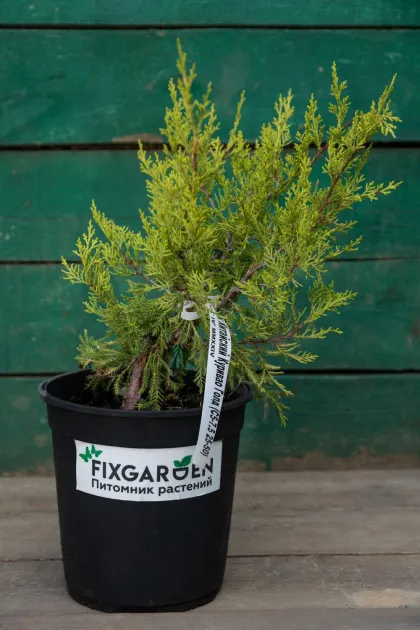 Можжевельник китайский Куривао Голд