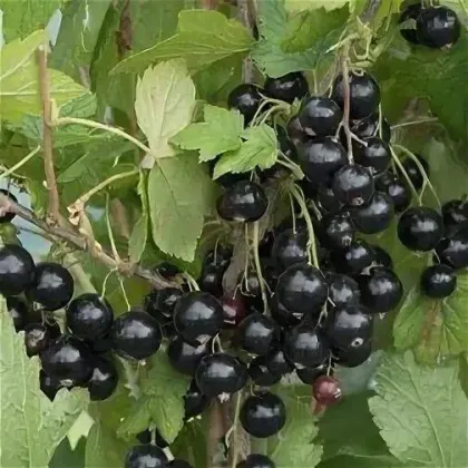 Смородина черная Нара