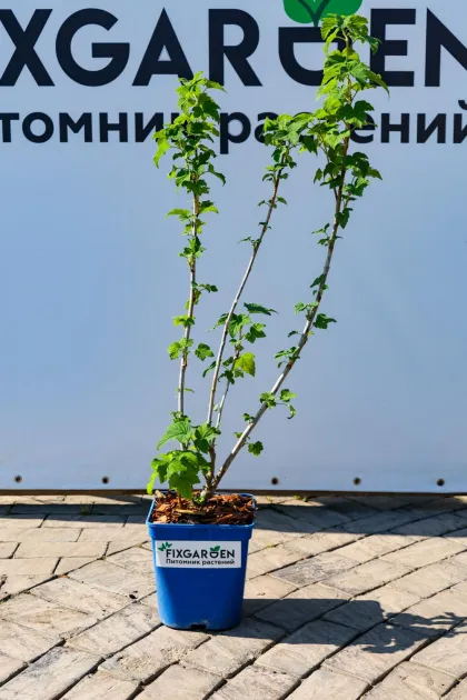 Смородина черная Селеченская