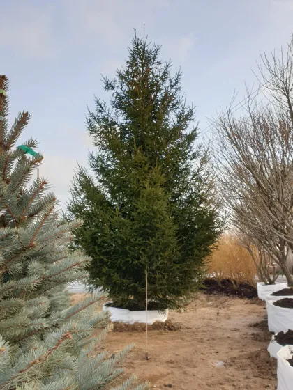 Ель обыкновенная