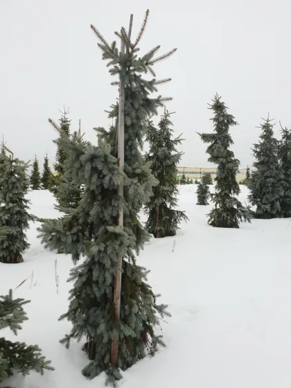 Ель колючая Омега