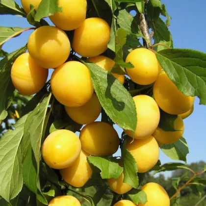Слива Царская