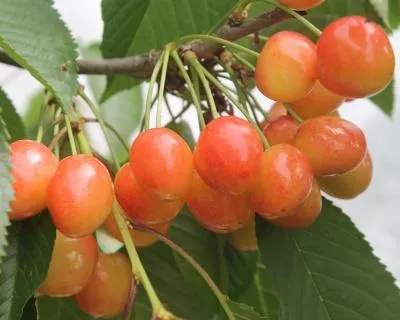 Черешня Северная