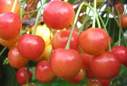 Черешня Брянская розовая