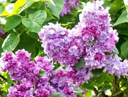 Сирень обык. Катерина Хавемейер