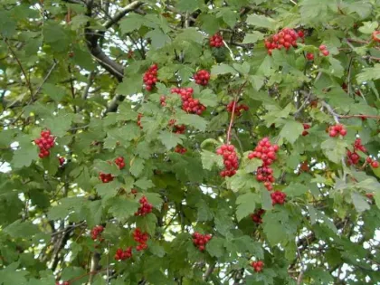 Боярышник кроваво-красный