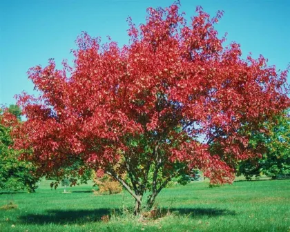 Клен Гиннала