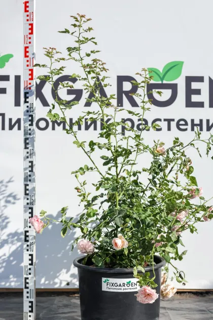 Роза английская Клэр Роуз
