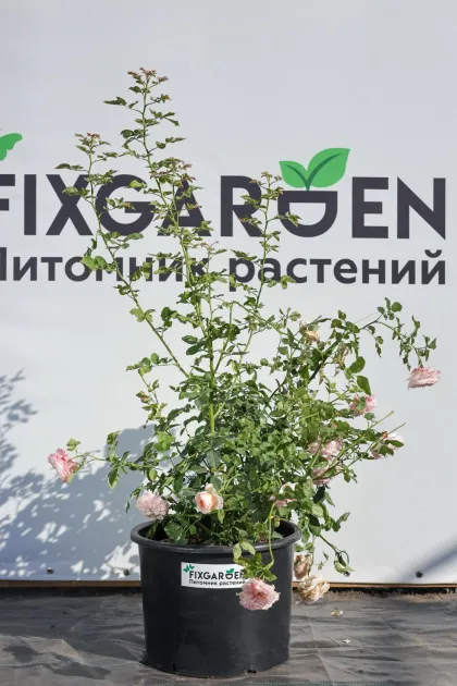 Роза английская Клэр Роуз