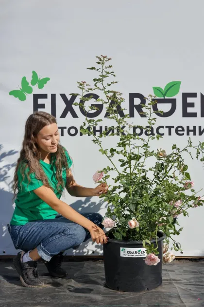 Роза английская Клэр Роуз
