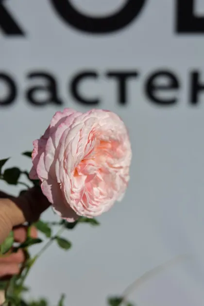 Роза английская Клэр Роуз