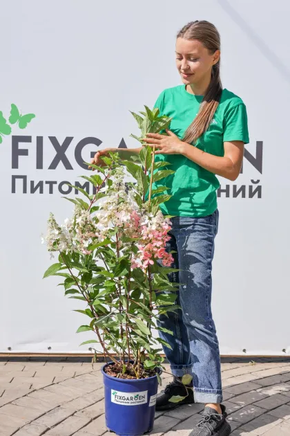 Гортензия метельчатая Полар Бир