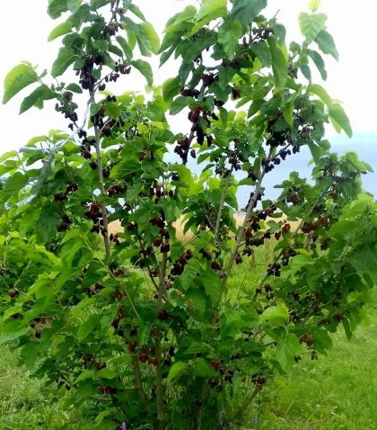 Шелковица черная