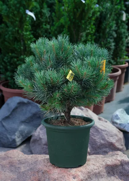 Сосна обыкновенная Ватеррери