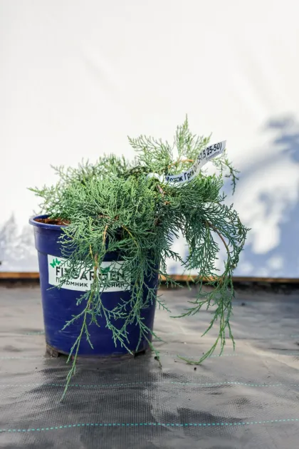 Можжевельник виргинский Грей Оул