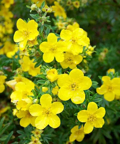 Лапчатка Голдфингер