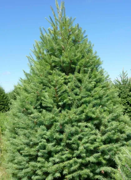 Псевдотсуга Мензиса (Пихта Дугаласа)