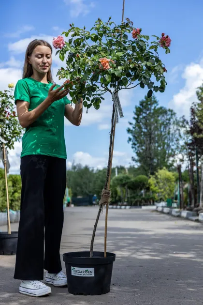 Роза флорибунда Априкола