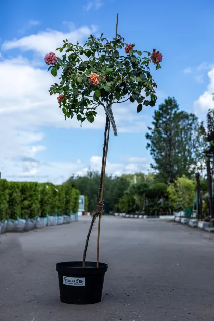 Роза флорибунда Априкола