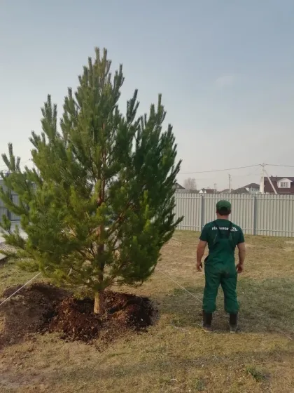 Сосна обыкновенная