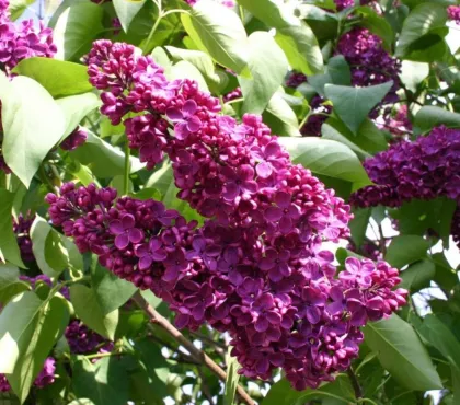 Сирень обык. Людвиг Шпет