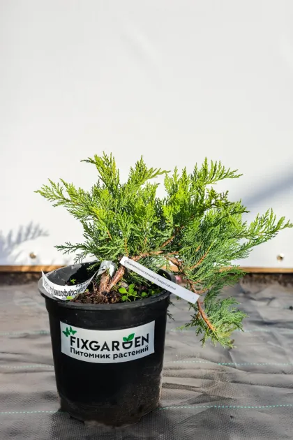 Можжевельник казацкий Тамарисцифолия