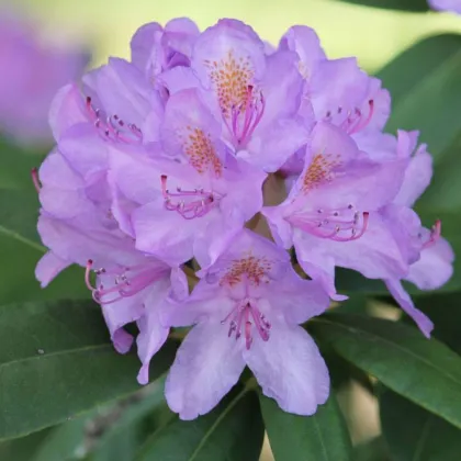 Рододендрон кэтевбинский Грандифлорум