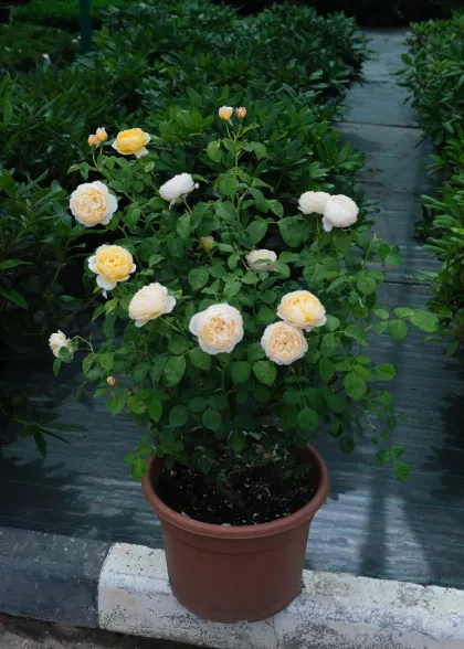 Роза английская Шарлотта