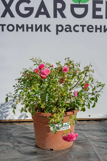Роза почвопокровная Амика