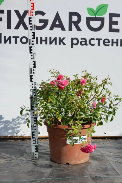 Роза почвопокровная Амика