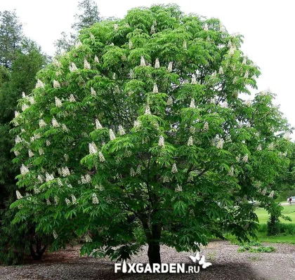 Каштан Конский (Aesculus)