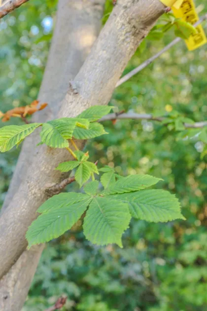 Каштан Конский