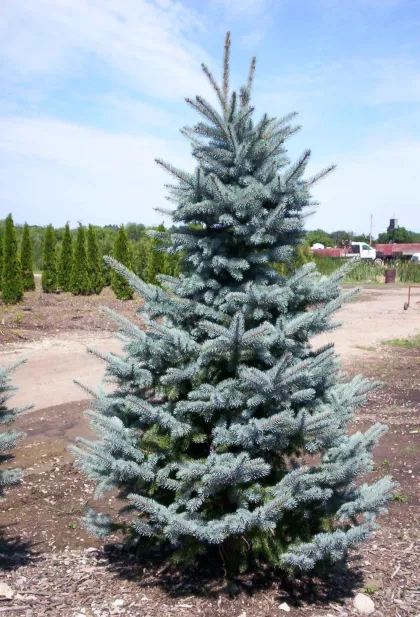 Ель колючая Бейби Блю Айс