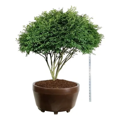 Бересклет крылатый Компактус